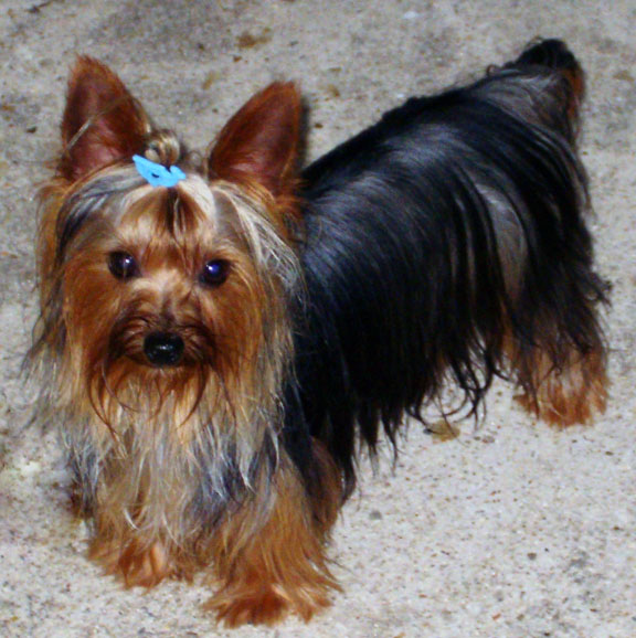 Wise Guy so small we nick named this yorkie "Elf"